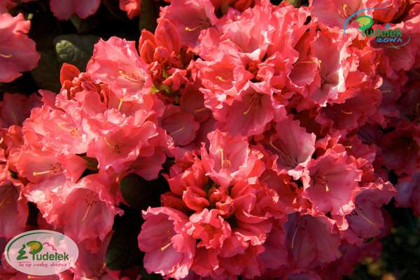 Rhododendron Kokette
